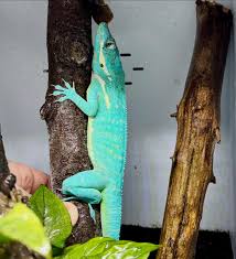 Image result for Urochloa pungipes