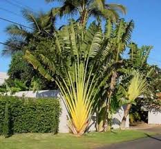Travelers Palm Vs Bird Of Paradise Ravenala Madagascariensis 10 Seeds Travelers Palm Tree Metros The Wonders