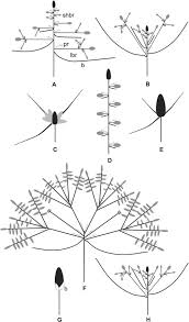 Image result for Cyperaceae