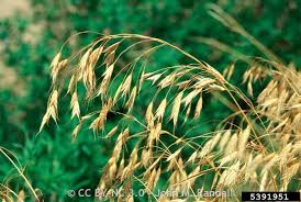 Image result for Pseudobromus