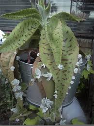 My Donkey Ear Kalonchoe With Lots Of Babies Suculentas Cactos E Suculentas Cactos