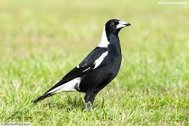 Australian Animals List With Pictures Facts Discover Australia S Wildlife