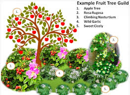 Check spelling or type a new query. A Guide To Planting A Wonderful Permaculture Fruit Tree Guild Garden And Happy