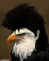 Bird With Funny Hair On Head Mullet Dog Google Search Bald Eagle Animals Mullets