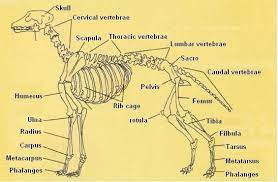 We did not find results for: Canine Skeleton Chart Nancytanner Com Dog Anatomy Dog Skeleton Dog Health Problems