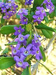 Image result for Freylinia