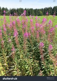 Image result for Epilobium hirsutum