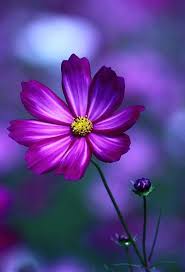 Pin By Cocoa Chocolat On Le Bellezze Della Natura Flowers Photography Pretty Flowers Cosmos Flowers
