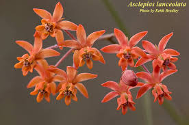 Image result for Polysphaeria lanceolata