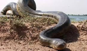 Nonton online di vidio kepalanya sangat besar untuk ukuran ular pada umumnya dan tampak menakutkan. Sepuluh Ular Ini Diketahui Suka Memangsa Manusia Hidup Hidup Salah Satunya Dari Indonesia