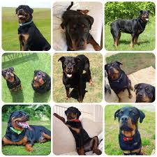How big do rottweiler mixes get? Rottweiler Borrowmydoggy Leaving Pawprints Of Happiness