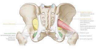 Functional anatomy of the male pelvic floor online course: Pelvis And Hip Joint Amboss