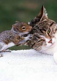 Chestnut The Squirrel Always Gave His Friend Sugar A Head Rub After A Stressful Day Animals Friendship Funny Animals Cute Animals