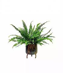 Image result for ledviník