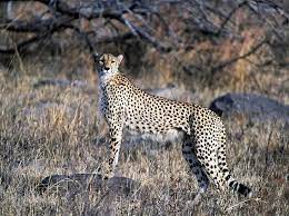 East Southern African Cheetah South Africa Safari Africa Safari Cheetah Wallpaper