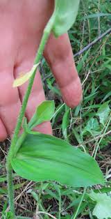 Image result for Aneilema aequinoctiale