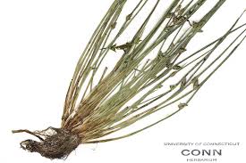 Image result for Schoenoplectiella roylei