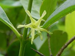 Image result for Cryptolepis apiculata