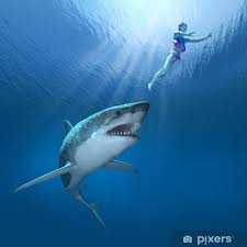 Every year, around 80 unprovoked attacks are reported worldwide. Poster Shark Attack 3d Render Pixers Wir Leben Um Zu Verandern