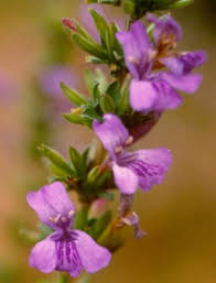 Image result for Dyschoriste albiflora