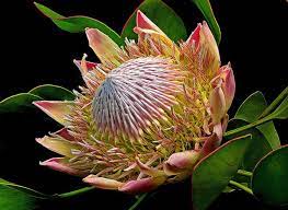 King Protea Protea Cynaroides Flv10 Protea Flower Protea King Protea