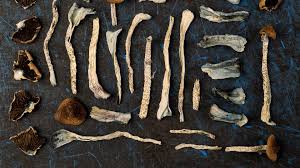 Image result for Psydrax richardsiae