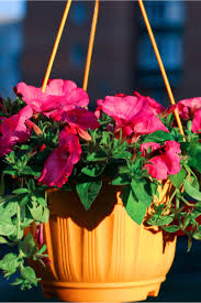 Fuchsia is an elegant and colorful flowering hanging basket plant that prefers shade and cool summers. How To Save Struggling Hanging Baskets 2 Simple Secrets To Success