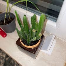 Image result for Geigeria schinzii