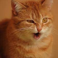 kediler neden hapsirir kedi hapsirmasi sebepleri pet ihtiyac