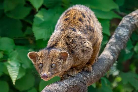 The African Palm Civet is a small, nocturnal mammal found in the forests  and woodlands of Uganda. It has a long body, short legs, and a bushy tail.  Its fur is reddish-brown