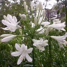 Image result for Satyrium coriophoroides