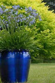 Bluestorm Agapanthus In Container Container Gardening Container Plants Plants