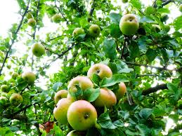Finden sie jetzt 20 zu besetzende garten jobs in neubrandenburg auf indeed.com, der weltweiten nr. Angebote Aus Garten Und Kuche Sozial Und Jugendzentrum Hinterste Muhle Ggmbh