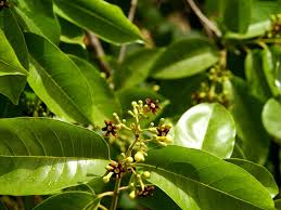 Image result for Schrebera