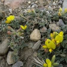 Image result for Argyrolobium tomentosum