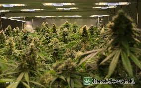 Best led grow lights for 4' x 4' (122cm x 122cm) most output: Led Vs Hps Hanfjournal