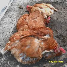 When in a dust bath, the chicken will start the process by scraping its feet into the soft, fine, and dry loose soil mixture. Making A Dust Bath For Your Chickens City Boy Hens