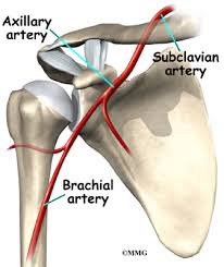 Diagram of two shoulder incisions. Shoulder Anatomy Eorthopod Com