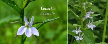 Image result for foto Lobelka