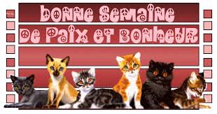 Résultat de recherche d'images pour "gif lundi chat"