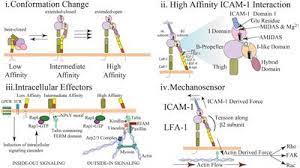Information pratiques jeudi 8 octobre19h30 een dag in 't jaar. Frontiers Lfa 1 In T Cell Migration And Differentiation Immunology