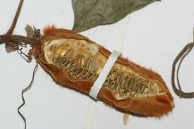 Image result for Raphidiocystis jeffreyana