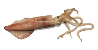 squid png transparent background image for free download 5 png 7316 free png images starpng squid png transparent background image