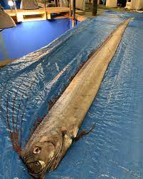 Click on each of the images to bring up an information screen from the computer's database. Legends Warn That This Deep Sea Creature Is A Sign Of Danger To Come Deep Sea Creatures Oarfish Ocean Creatures