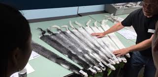 4.7 out of 5 stars 10. Ninx From Bewitched Couture Takes Kopenhagen Fur S Sorting Grading Course We Are Fur
