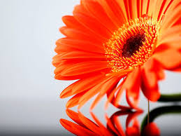 In short, this plant is as versatile as it is easy to grow. 31 Orange Flowers Wallpapers On Wallpapersafari