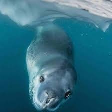Image Result For What Animals Live In Antarctica Animals Leopard Seal Pinniped