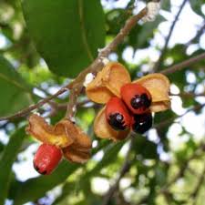 Image result for Lipocarpha constricta