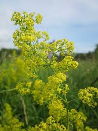 Image result for Galium verum