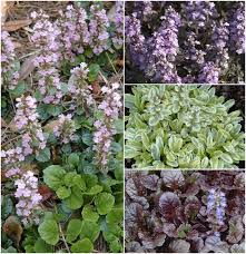 Image result for Ajuga